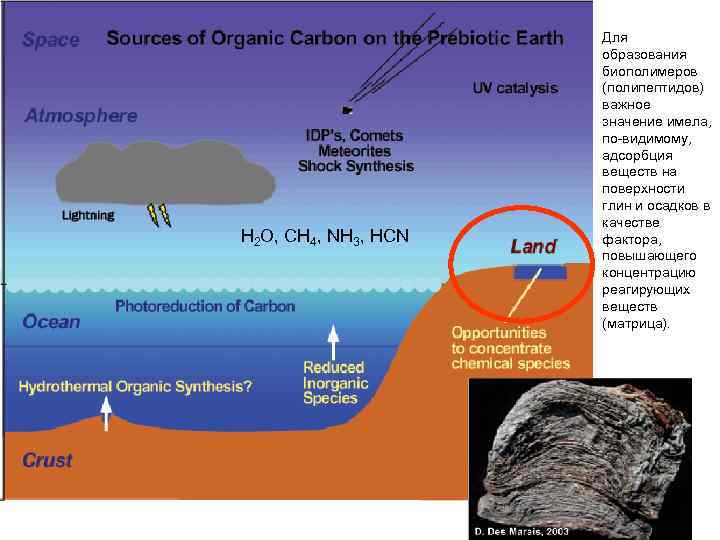 H 2 O, CH 4, NH 3, HCN Для образования биополимеров (полипептидов) важное значение