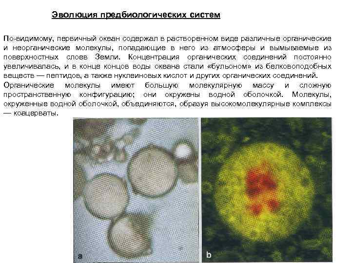 Эволюция предбиологических систем По-видимому, первичный океан содержал в растворенном виде различные органические и неорганические