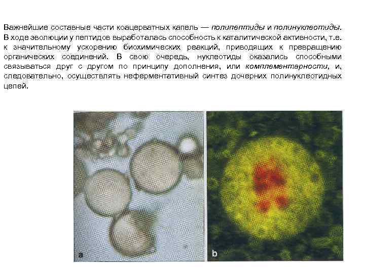Важнейшие составные части коацерватных капель — полипептиды и полинуклеотиды. В ходе эволюции у пептидов
