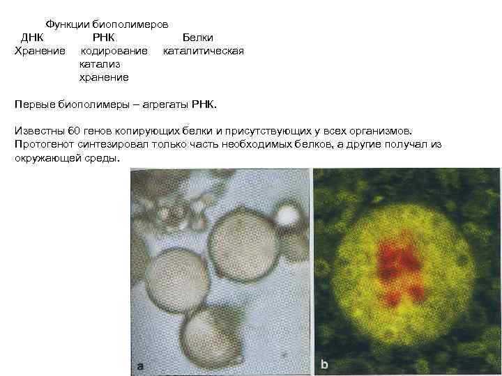 Функции биополимеров ДНК РНК Белки Хранение кодирование каталитическая катализ хранение Первые биополимеры – агрегаты