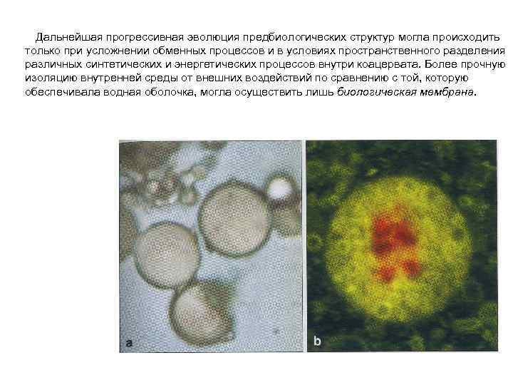 Дальнейшая прогрессивная эволюция предбиологических структур могла происходить только при усложнении обменных процессов и в