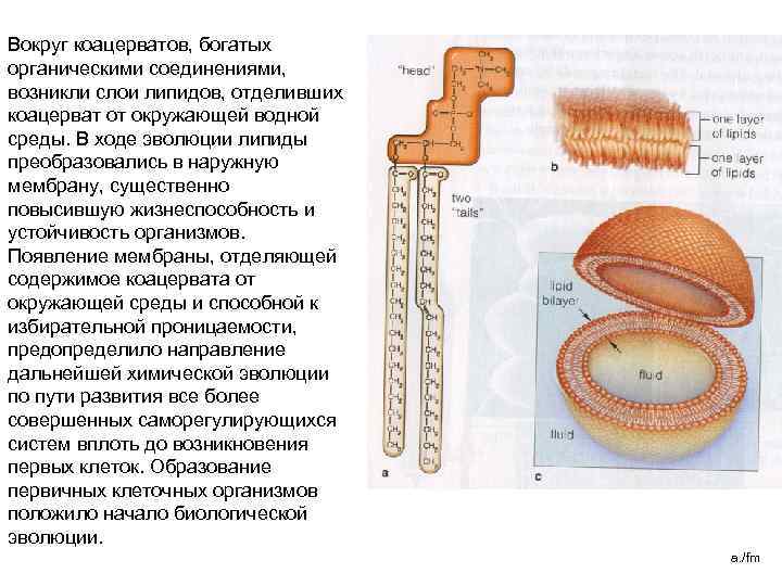 Липидная маска. Коацерваты билипидный слой. Коацерваты это липидные плёнки. Формирование липидной пленки у коацерватов. Дренированный рыхлый богатый органическими веществами.