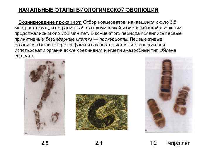 НАЧАЛЬНЫЕ ЭТАПЫ БИОЛОГИЧЕСКОЙ ЭВОЛЮЦИИ Возникновение прокариот. Отбор коацерватов, начавшийся около 3, 5 млрд лет