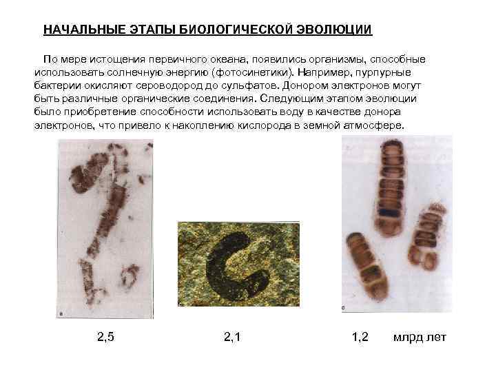 НАЧАЛЬНЫЕ ЭТАПЫ БИОЛОГИЧЕСКОЙ ЭВОЛЮЦИИ По мере истощения первичного океана, появились организмы, способные использовать солнечную