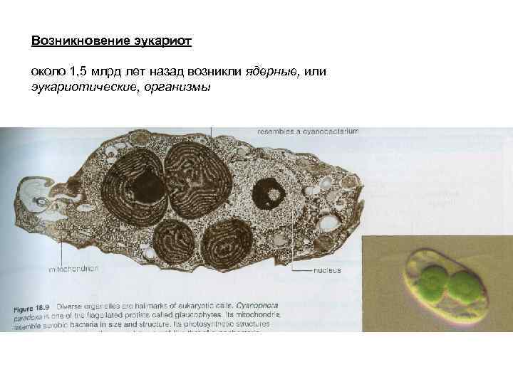 Возникновение эукариот около 1, 5 млрд лет назад возникли ядерные, или эукариотические, организмы 