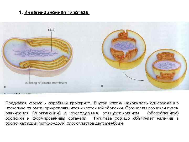 1. Инвагинационная гипотеза Предковая форма - аэробный прокариот. Внутри клетки находилось одновременно несколько геномов,