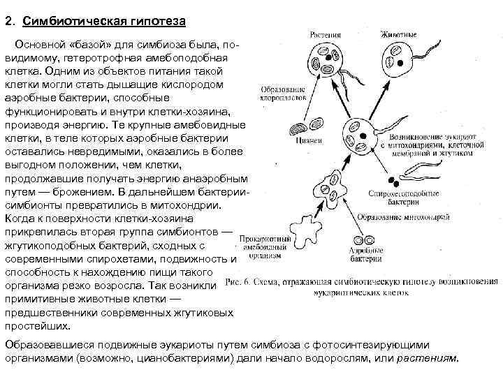 2. Симбиотическая гипотеза Основной «базой» для симбиоза была, повидимому, гетеротрофная амебоподобная клетка. Одним из