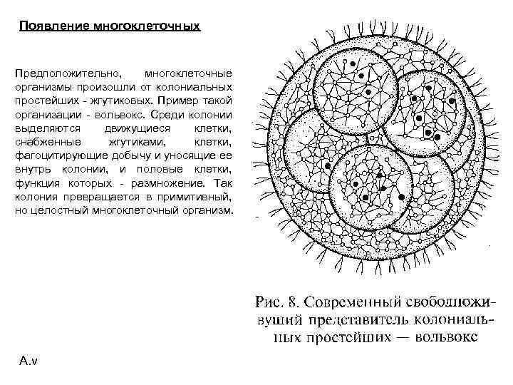 Появление многоклеточных Предположительно, многоклеточные организмы произошли от колониальных простейших - жгутиковых. Пример такой организации