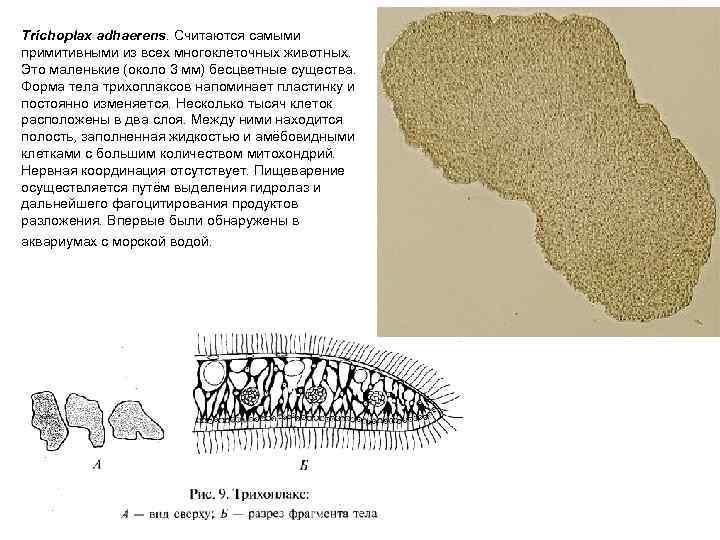 Trichoplax adhaerens. Считаются самыми примитивными из всех многоклеточных животных. Это маленькие (около 3 мм)