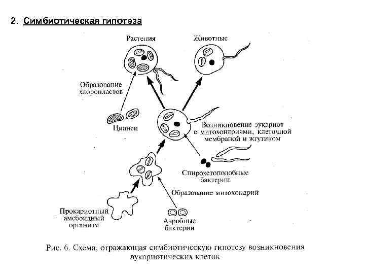 Гипотезы возникновения эукариот. Симбиотическая гипотеза возникновения эукариот. Схема симбиотического возникновения эукариот. Гипотеза симбиогенеза схема. Схема симбиотическая теория происхождения эукариотических клеток.