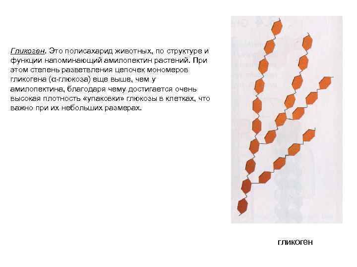 Гликоген. Это полисахарид животных, по структуре и функции напоминающий амилопектин растений. При этом степень