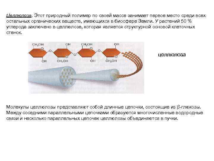 Целлюлоза. Этот природный полимер по своей массе занимает первое место среди всех остальных органических