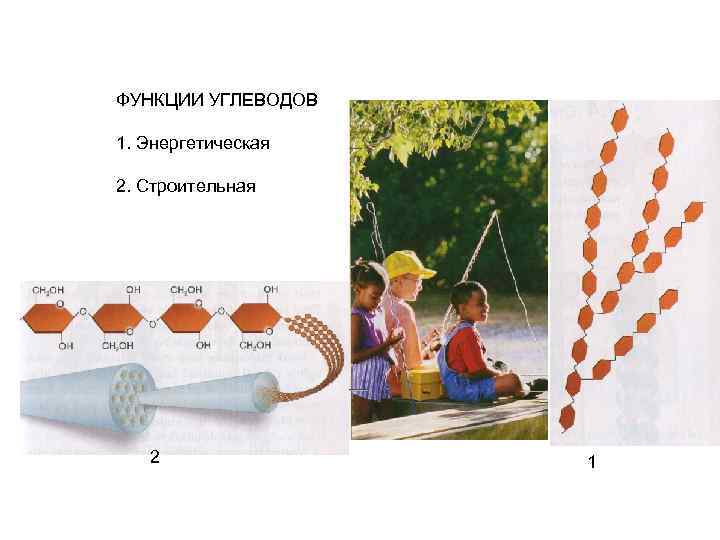 ФУНКЦИИ УГЛЕВОДОВ 1. Энергетическая 2. Строительная 2 1 