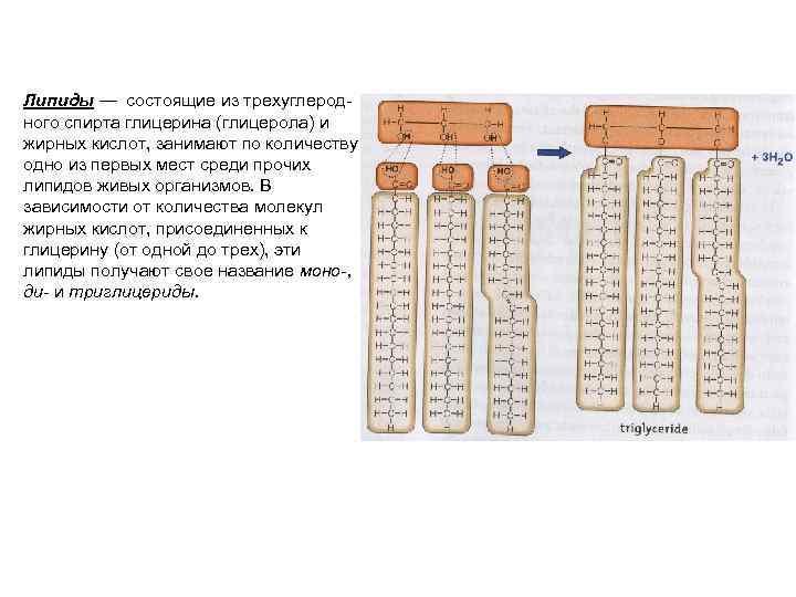 Липиды — состоящие из трехуглеродного спирта глицерина (глицерола) и жирных кислот, занимают по количеству