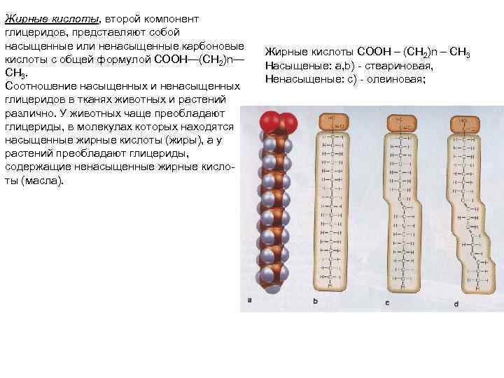Жирные кислоты, второй компонент глицеридов, представляют собой насыщенные или ненасыщенные карбоновые кислоты с общей