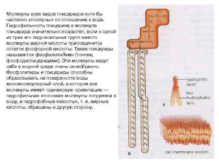 Молекулы всех видов глицеридов хотя бы частично «полярны» по отношению к воде. Гидрофильность глицерина