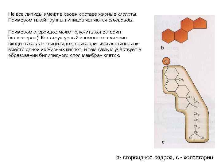 Не все липиды имеют в своем составе жирные кислоты. Примером такой группы липидов являются