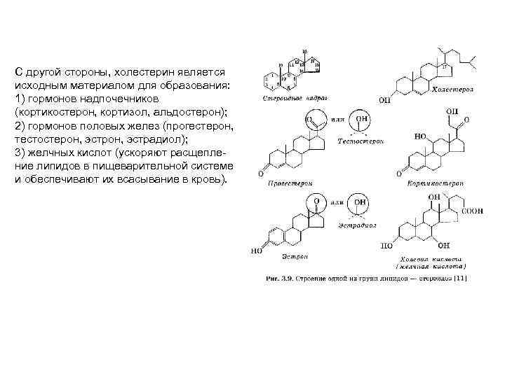 С другой стороны, холестерин является исходным материалом для образования: 1) гормонов надпочечников (кортикостерон, кортизол,