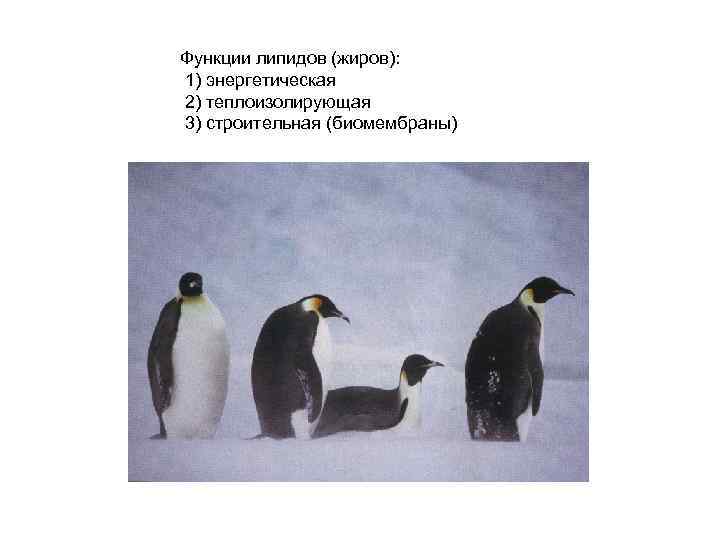 Функции липидов (жиров): 1) энергетическая 2) теплоизолирующая 3) строительная (биомембраны) 