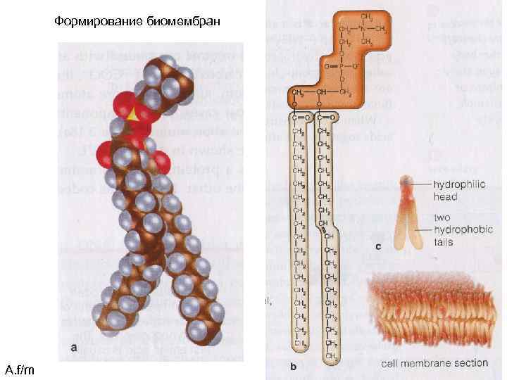 Формирование биомембран А. f/m 