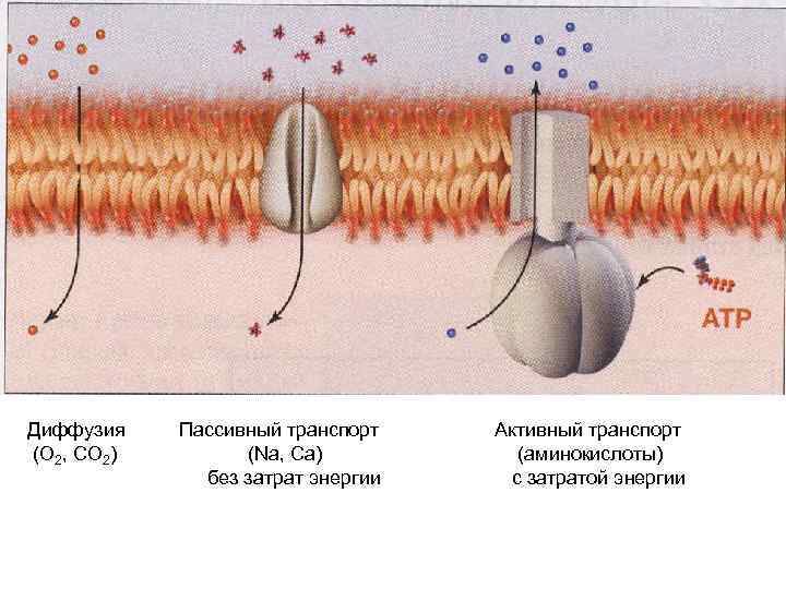 Диффузия (О 2, СО 2) Пассивный транспорт (Na, Ca) без затрат энергии Активный транспорт