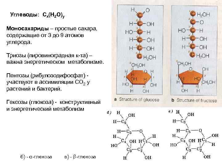 Состав углеводов. Рибулезодифосфат. Простые углеводы сахара. Углеводы образуются атомами. Рибулозодифосфат функция.