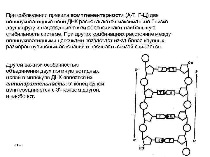 При соблюдении правила комплементарности (А-Т, Г-Ц) две полинуклеотидные цепи ДНК располагаются максимально близко друг