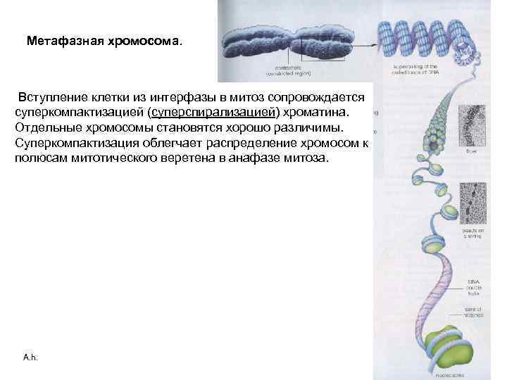 Метафазная хромосома. Вступление клетки из интерфазы в митоз сопровождается суперкомпактизацией (суперспирализацией) хроматина. Отдельные хромосомы