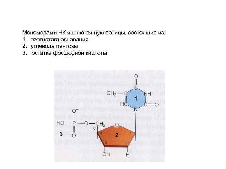 Мономерами НК являются нуклеотиды, состоящие из: 1. азотистого основания 2. углевода пентозы 3. остатка