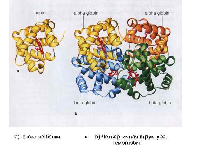 a) сложные белки b) Четвертичная структура. Гемоглобин 