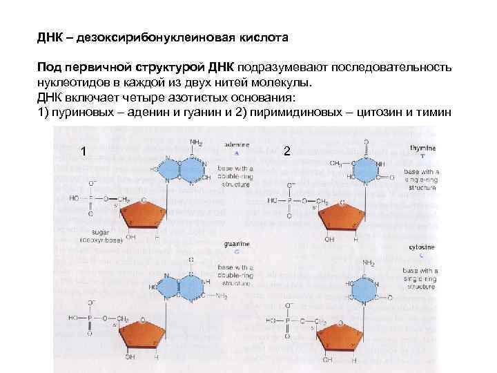 ДНК – дезоксирибонуклеиновая кислота Под первичной структурой ДНК подразумевают последовательность нуклеотидов в каждой из