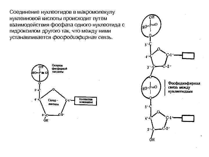 Соединение нуклеотидов в макромолекулу нуклеиновой кислоты происходит путем взаимодействия фосфата одного нуклеотида с гидроксилом