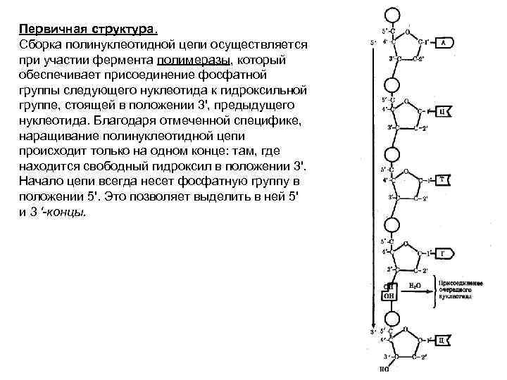 Первичная структура. Сборка полинуклеотидной цепи осуществляется при участии фермента полимеразы, который обеспечивает присоединение фосфатной