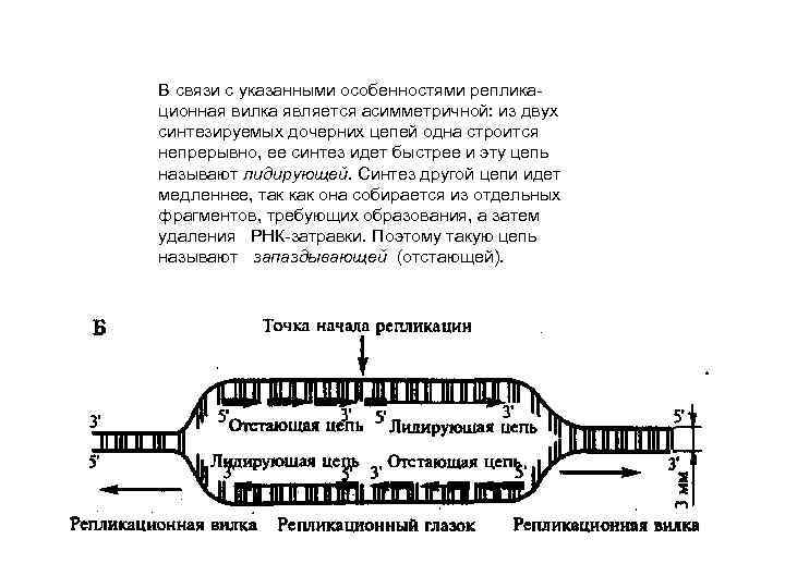 В связи с указанными особенностями репликационная вилка является асимметричной: из двух синтезируемых дочерних цепей