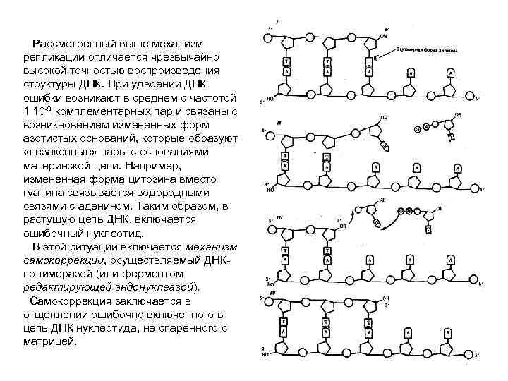 Рассмотренный выше механизм репликации отличается чрезвычайно высокой точностью воспроизведения структуры ДНК. При удвоении ДНК