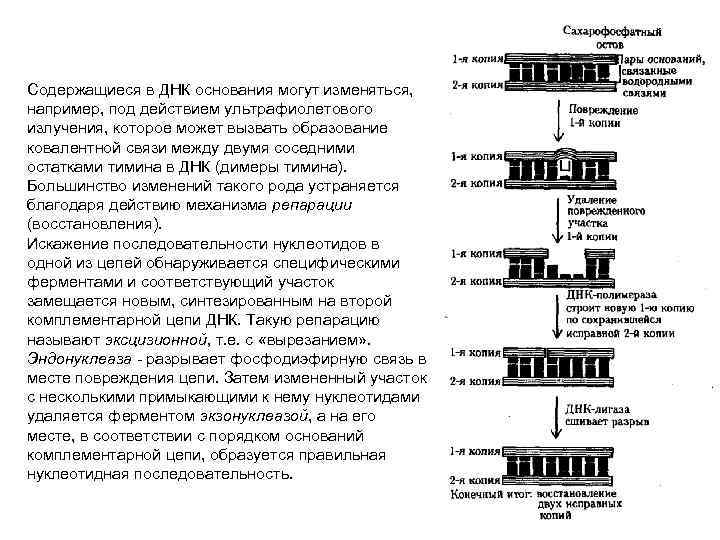 Содержащиеся в ДНК основания могут изменяться, например, под действием ультрафиолетового излучения, которое может вызвать