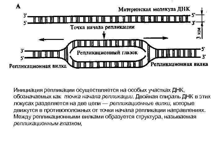 Инициация репликации осуществляется на особых участках ДНК, обозначаемых как точка начала репликации. Двойная спираль