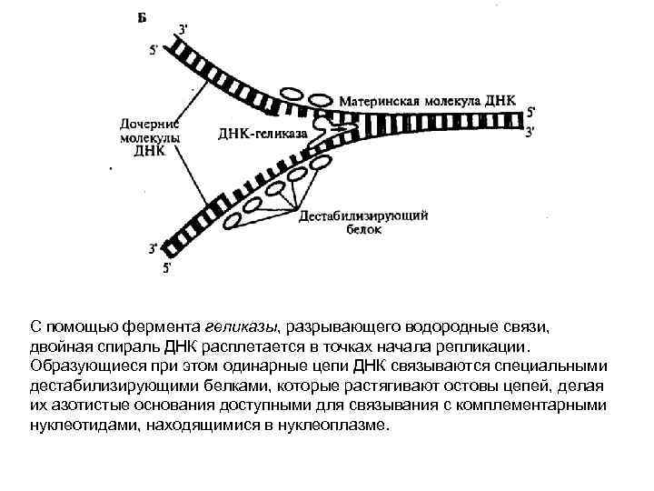 Особенности процесса репликации