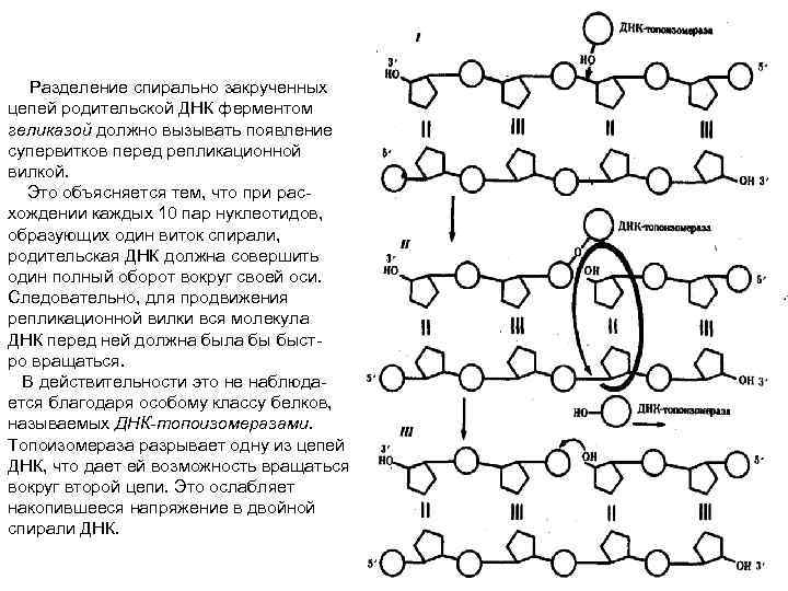 Разделение спирально закрученных цепей родительской ДНК ферментом геликазой должно вызывать появление супервитков перед репликационной