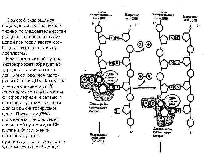 К высвобождающимся водородным связям нуклеотидных последовательностей разделенных родительских цепей присоединяются свободные нуклеотиды из нуклеоплазмы.