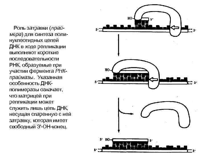 Роль затравки (праймера) для синтеза полинуклеотидных цепей ДНК в ходе репликации выполняют короткие последовательности