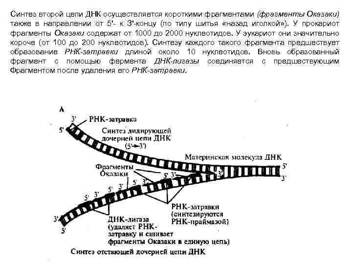 Синтез второй цепи ДНК осуществляется короткими фрагментами (фрагменты Оказаки) также в направлении от 5'-