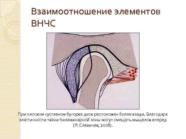 Взаимоотношение элементов ВНЧС При плоском суставном бугорке диск расположен более кзади. Благодаря эластичности ткани