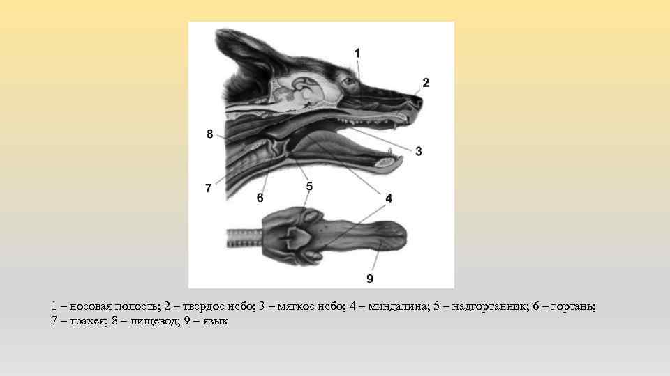 1 – носовая полость; 2 – твердое небо; 3 – мягкое небо; 4 –