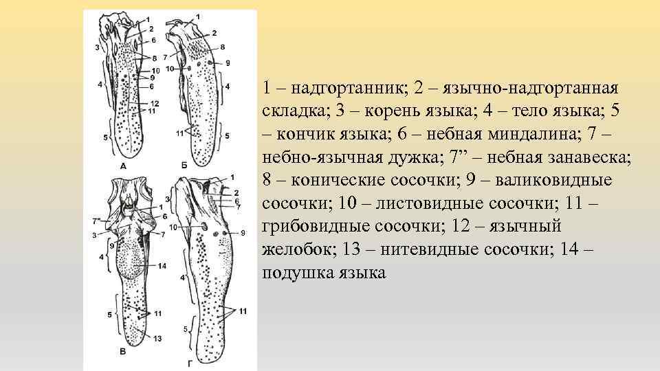 1 – надгортанник; 2 – язычно-надгортанная складка; 3 – корень языка; 4 – тело