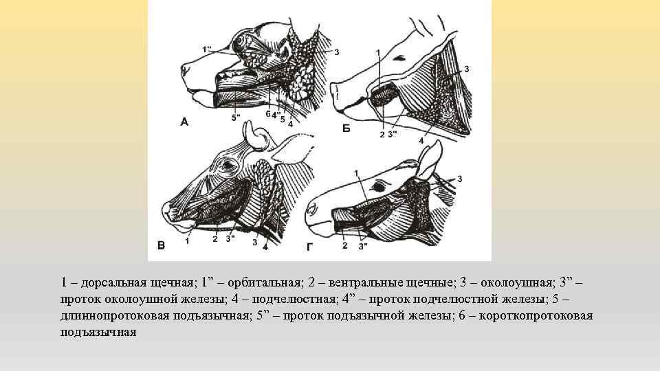 1 – дорсальная щечная; 1” – орбитальная; 2 – вентральные щечные; 3 – околоушная;