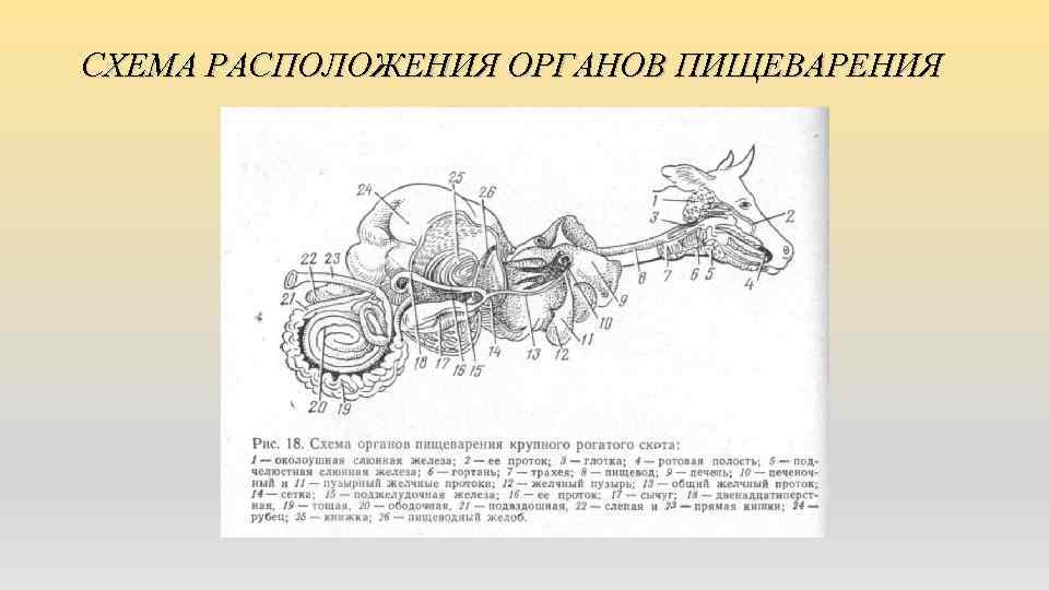 СХЕМА РАСПОЛОЖЕНИЯ ОРГАНОВ ПИЩЕВАРЕНИЯ 