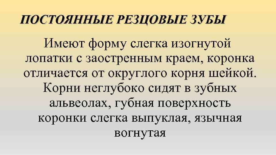 ПОСТОЯННЫЕ РЕЗЦОВЫЕ ЗУБЫ Имеют форму слегка изогнутой лопатки с заостренным краем, коронка отличается от