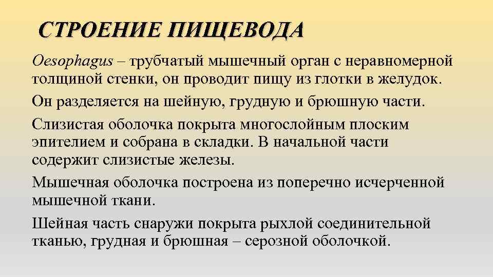 СТРОЕНИЕ ПИЩЕВОДА Оesophagus – трубчатый мышечный орган с неравномерной толщиной стенки, он проводит пищу