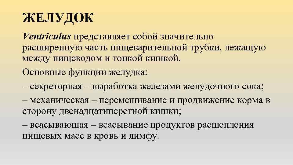 ЖЕЛУДОК Ventriculus представляет собой значительно расширенную часть пищеварительной трубки, лежащую между пищеводом и тонкой